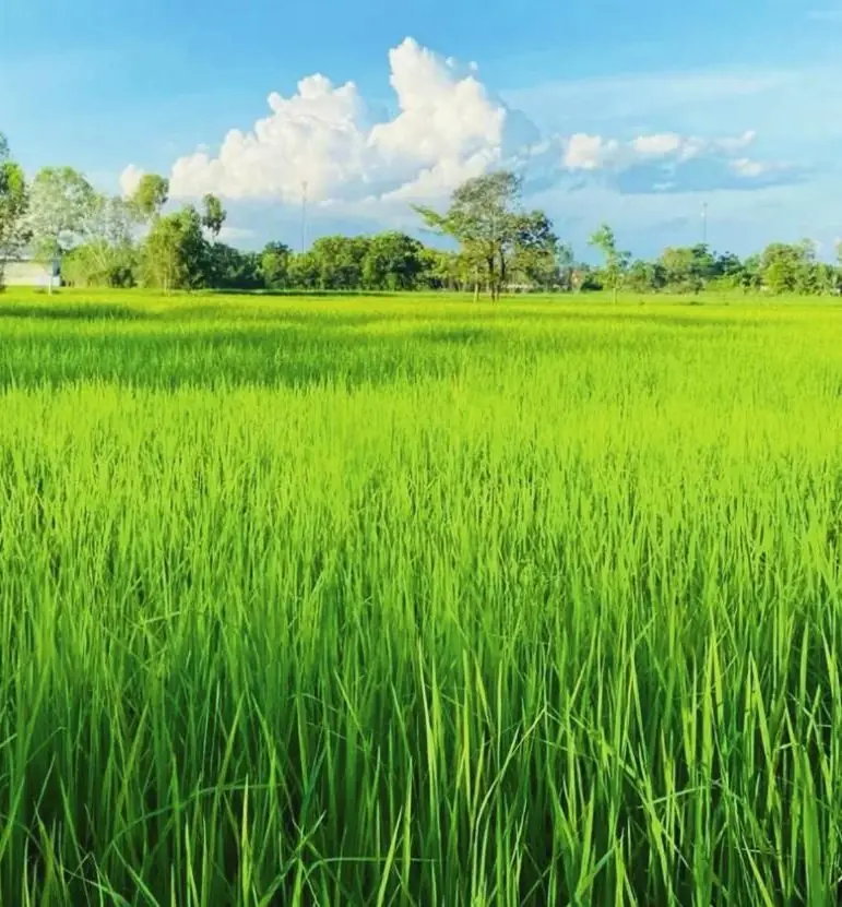 Cánh đồng lúa xanh